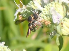 Epeolus bifasciatus