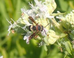 Epeolus bifasciatus