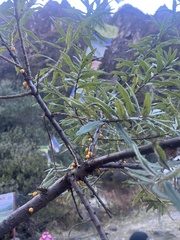 Hippophae