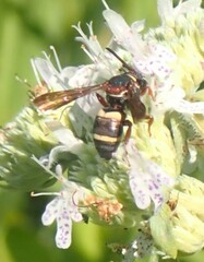 Epeolus bifasciatus