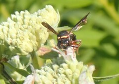 Epeolus bifasciatus
