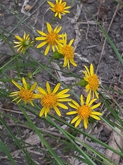 Senecio brasiliensis