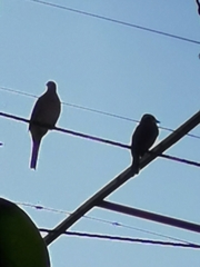 Pitangus sulphuratus