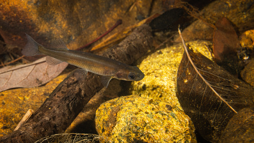 New Caledonian galaxias (Galaxias neocaledonicus) — Galaxiidae