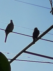 Pitangus sulphuratus