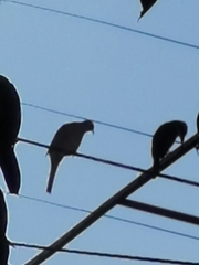 Pitangus sulphuratus