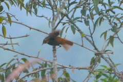 Catharus occidentalis