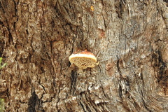 Hexagonia vesparia