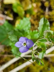 Veronica plebeia