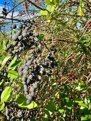 Ligustrum quihoui