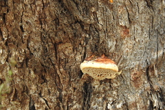 Hexagonia vesparia