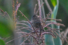 Oriturus superciliosus