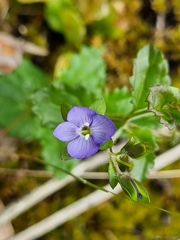 Veronica plebeia