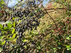 Ligustrum quihoui