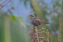 Oriturus superciliosus
