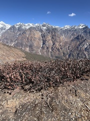 Rhododendron anthopogon