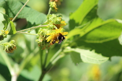 Bombus medius