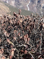 Rhododendron anthopogon