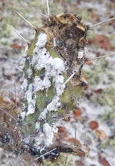 Dactylopius confusus