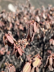Rhododendron anthopogon
