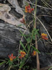 Pultenaea parrisiae