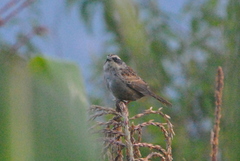 Oriturus superciliosus