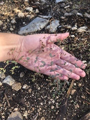 Euphorbia villifera