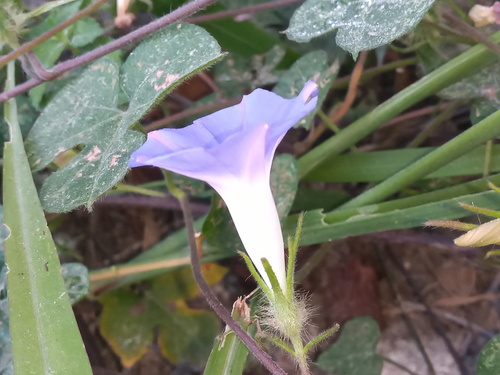 Japanese morning glory