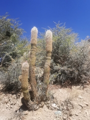 Oreocereus celsianus