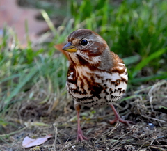 Passerella iliaca iliaca