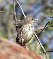 Prinia maculosa maculosa
