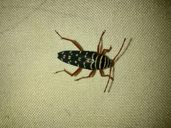 Placosternus erythropus