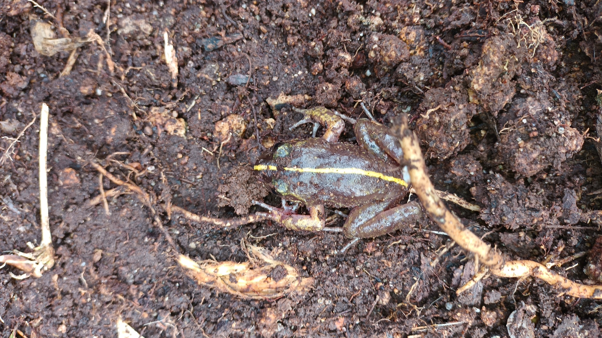 Eupsophus emiliopugini Formas, 1989