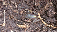 Eupsophus emiliopugini