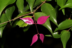 Syzygium luehmannii