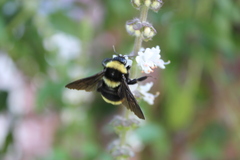 Bombus medius