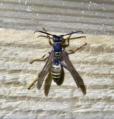 Polistes dorsalis