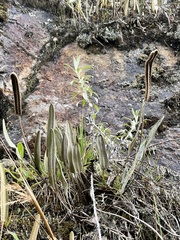 Elaphoglossum