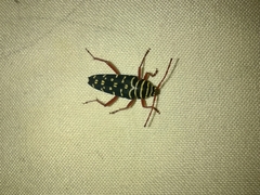 Placosternus erythropus