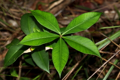 Alyxia magnifolia