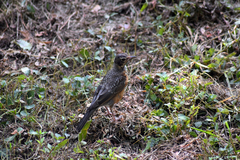 Turdus migratorius