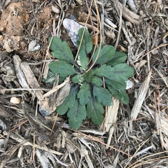 Arabidopsis thaliana