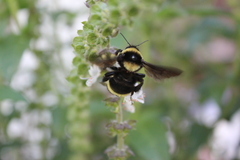 Bombus medius
