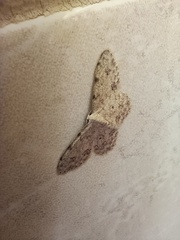 Scopula plantagenaria