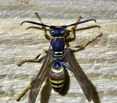 Polistes dorsalis
