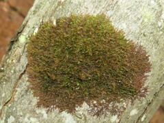 Frullania eboracensis