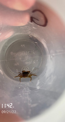 Pachygrapsus gracilis