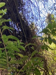 Rhipidura fuliginosa fuliginosa