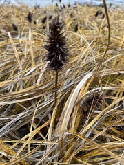 Carex macrocephala