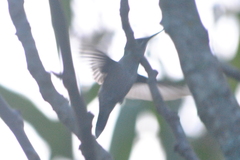 Lampornis clemenciae